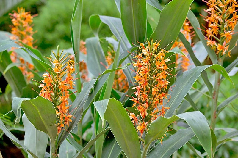 Flowering ginger
