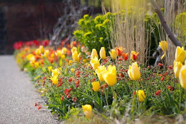 All about growing bulbs