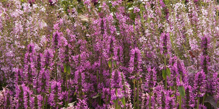 Buy stachys from RHSPlants.co.uk