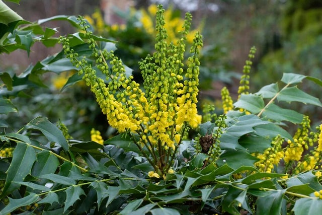 Winter-interest shrubs
