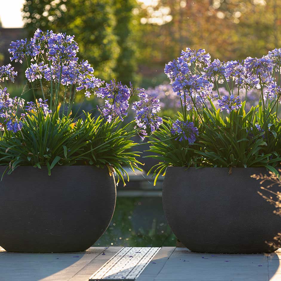 Agapanthus in flower at RHS Bridgewater