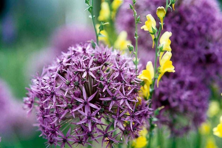 Buy cottage garden plants