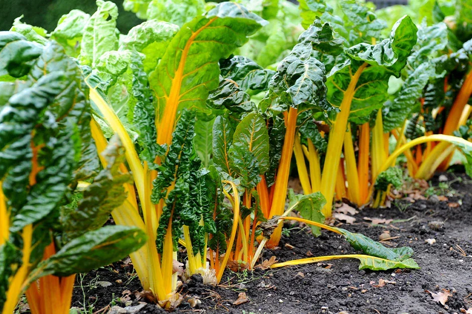 Swiss chard