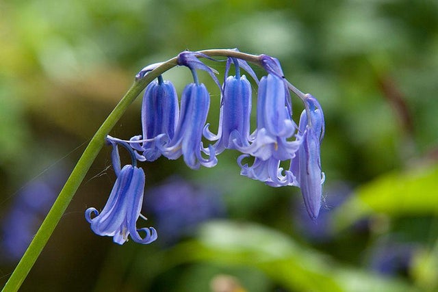 More information on garden bulbs