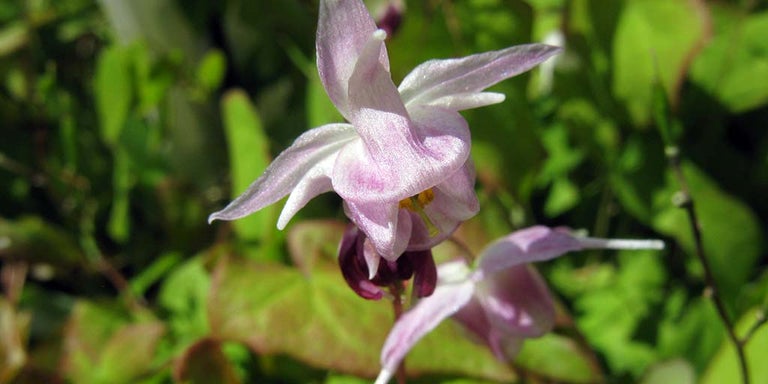 Buy epimedium from RHSplants.co.uk