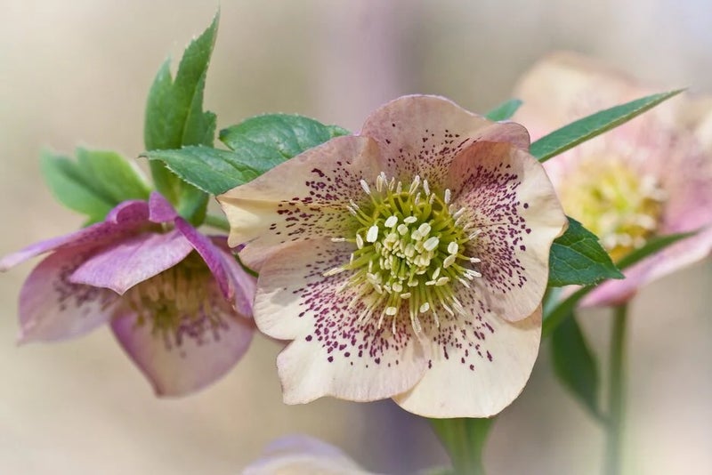 Helleborus × hybridus