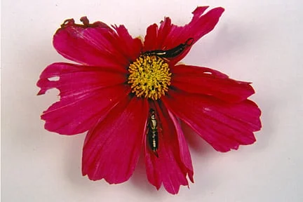Earwigs and the damage caused to a cosmos flower. Credit: RHS/Entomology.