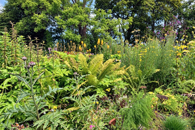 A garden with many plants and trees