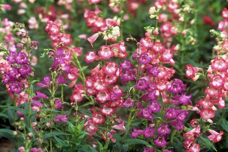 Green JJam Nurseries