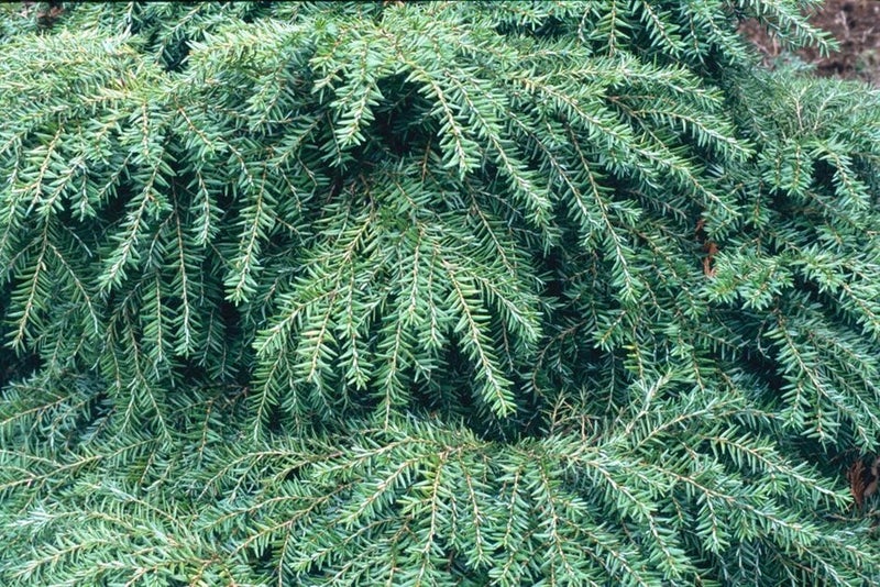 Appealing evergreen