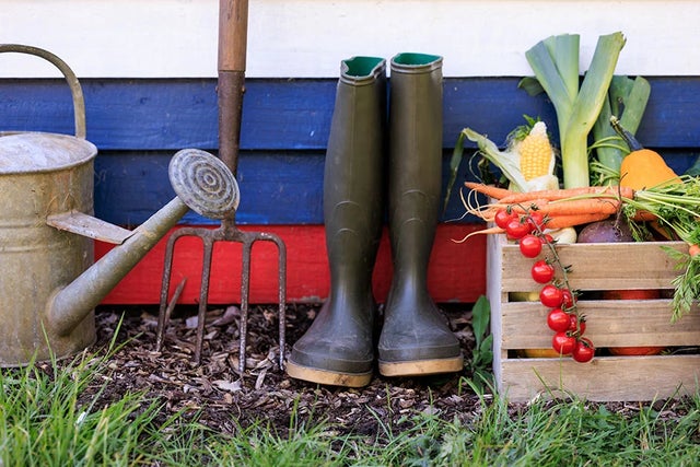 Allotments – all you need to know