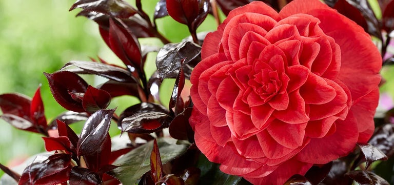 New plants: Camellia japonica ‘Femme Fatale’