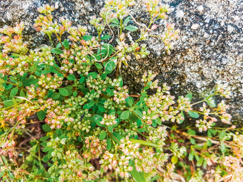 A plant with small flowers