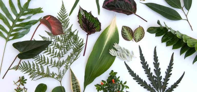 Looks matter: new research reveals which houseplants are best for wellbeing