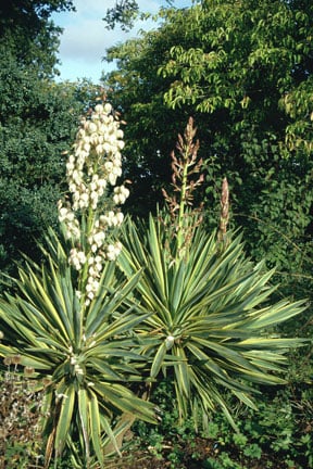 Yucca Care and Growing Tips | RHS Advice