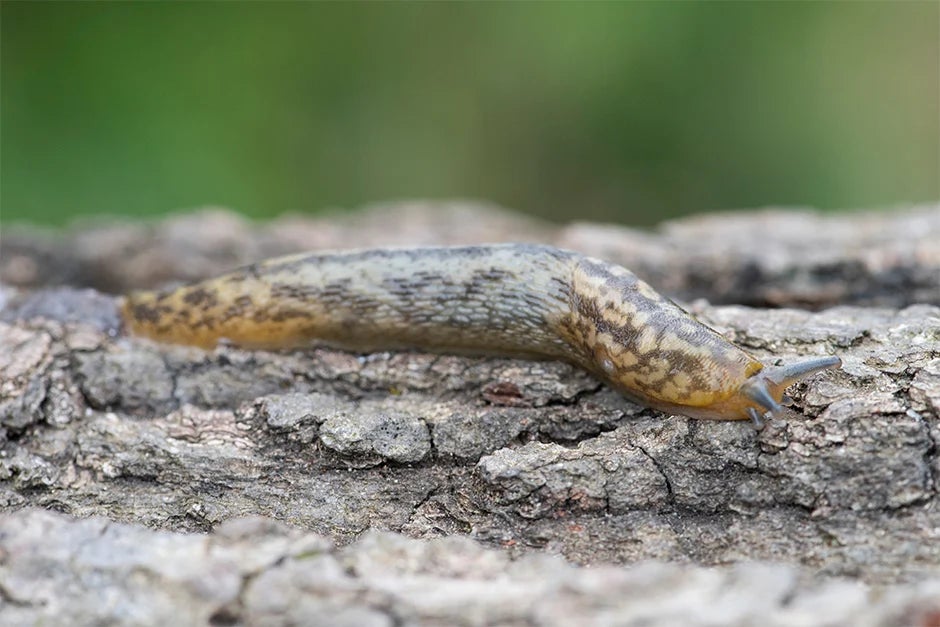 Green cellar slug