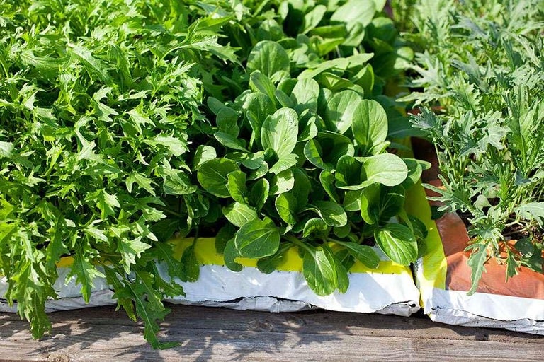 Buy salad leaves at RHSplants.co.uk