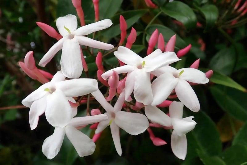 Jasmine