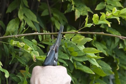 紫藤修剪指南:每年兩次精準剪枝,讓花朵更繁盛