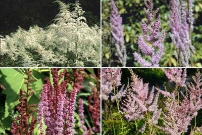 Choosing astilbes: tall forms