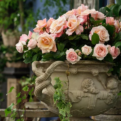 Roses in a beautiful pot