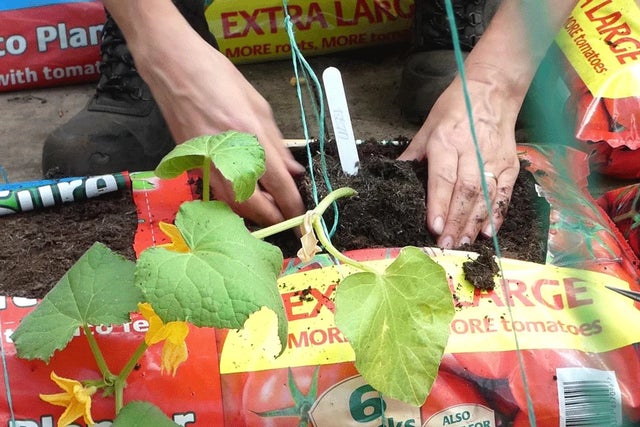 Greenhouse growing tender crops