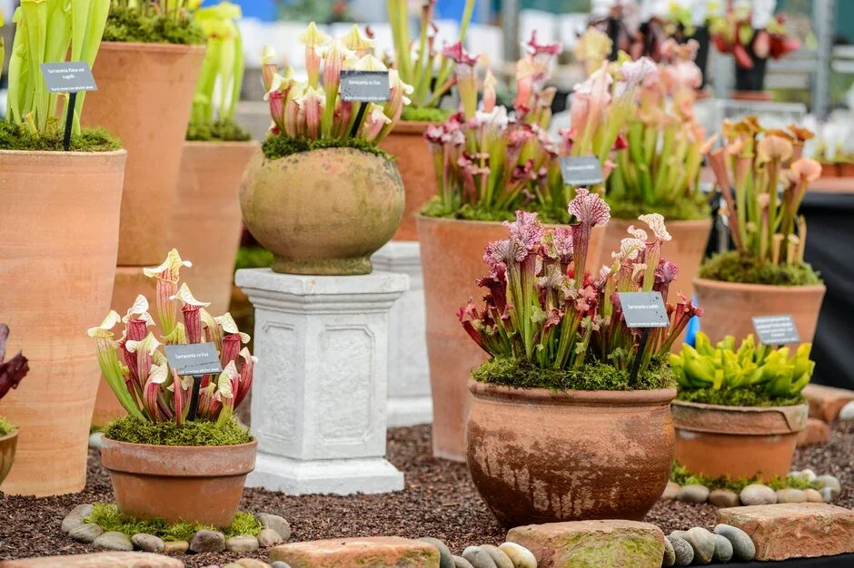 Wack’s Wicked Plants