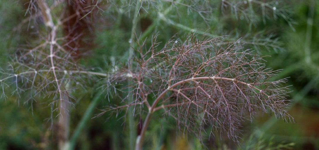 bronze-fennel-foliage