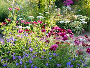 RHS guide to annuals