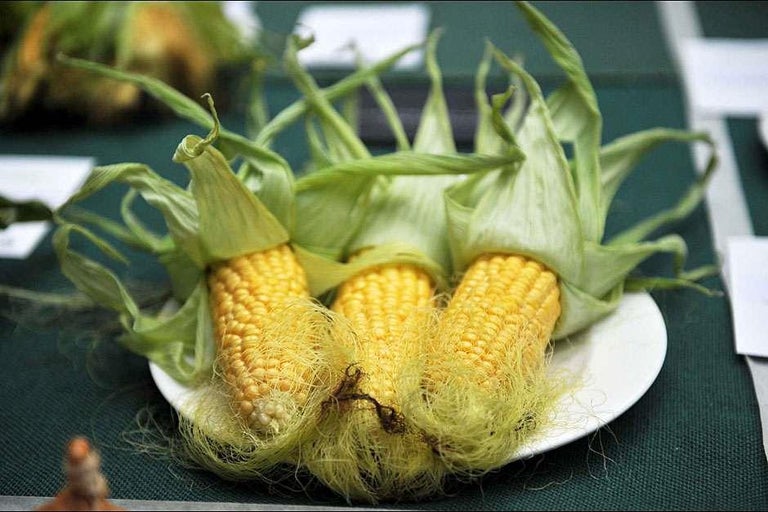 Buy sweetcorn at RHSplants.co.uk