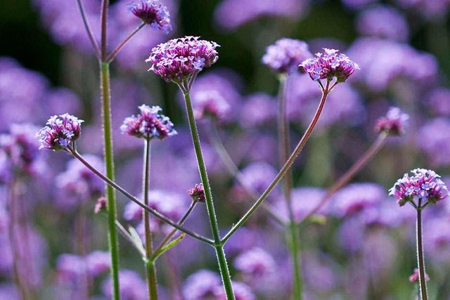 RHS guide to sowing Verbena bonariensis outdoors