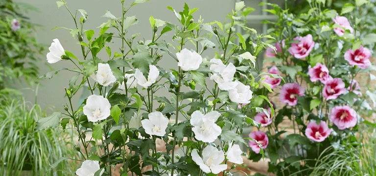 New plants: Hibiscus Flower Tower Series