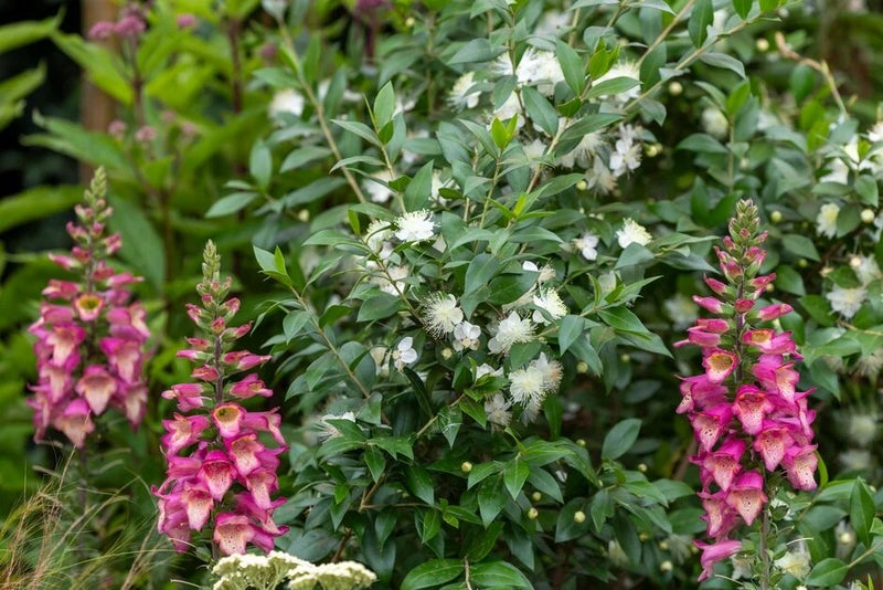 Myrtus-communis