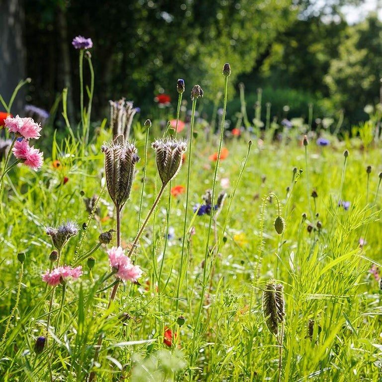 Creating wildflower meadows