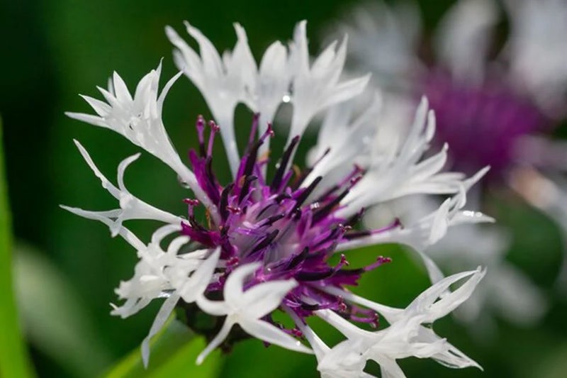 Centaurea montana ‘Purple Heart’