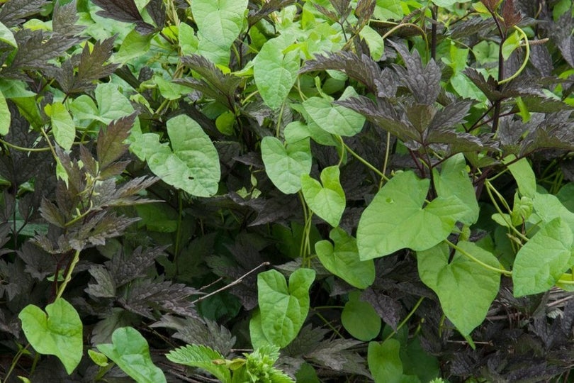 Bindweed: Identification and Control | RHS Advice