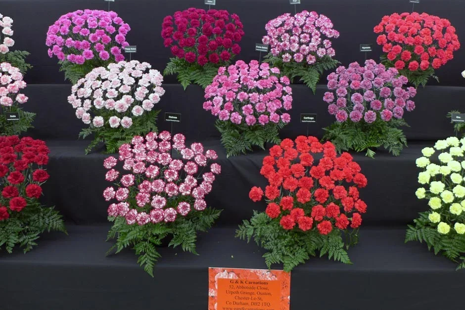 G & K Carnations