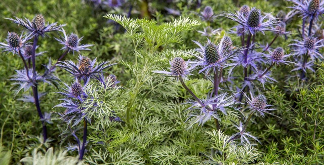 Discover eryngiums