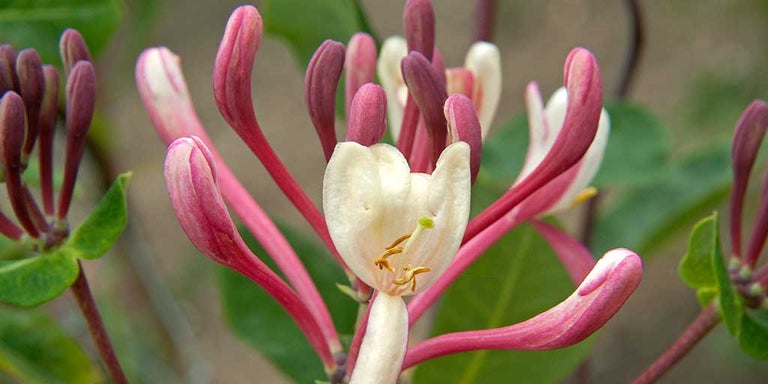 Buy honeysuckles from RHSplants.co.uk