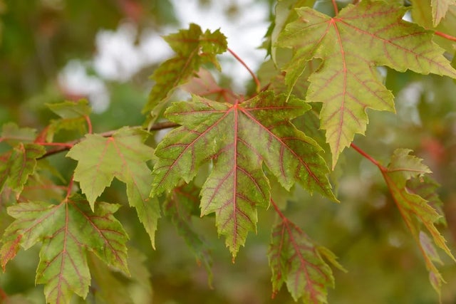 Acer x freemanii ‘Autumn Blaze’