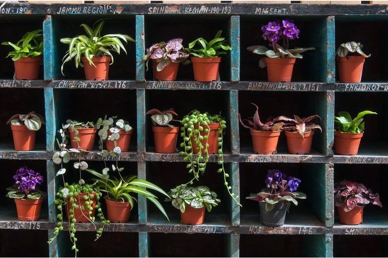 Houseplants