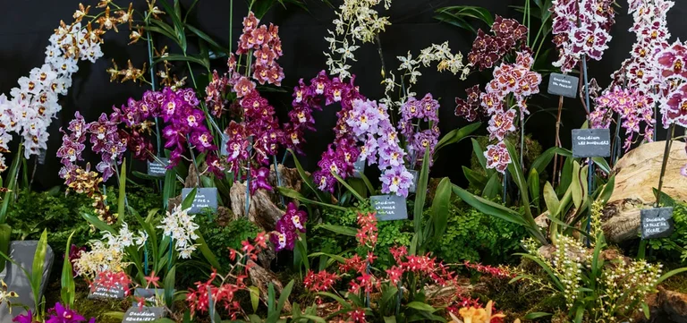 10 things you didn’t know about orchids