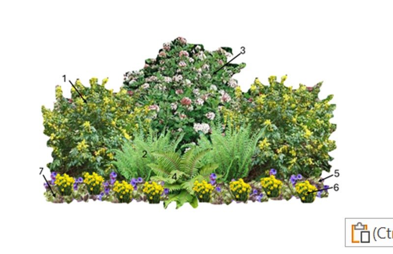 Shade with Spring Flowers and Ferns | RHS Advice