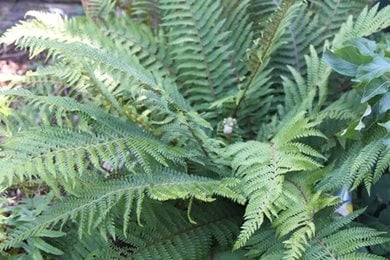 Golden‑tipped evergreen