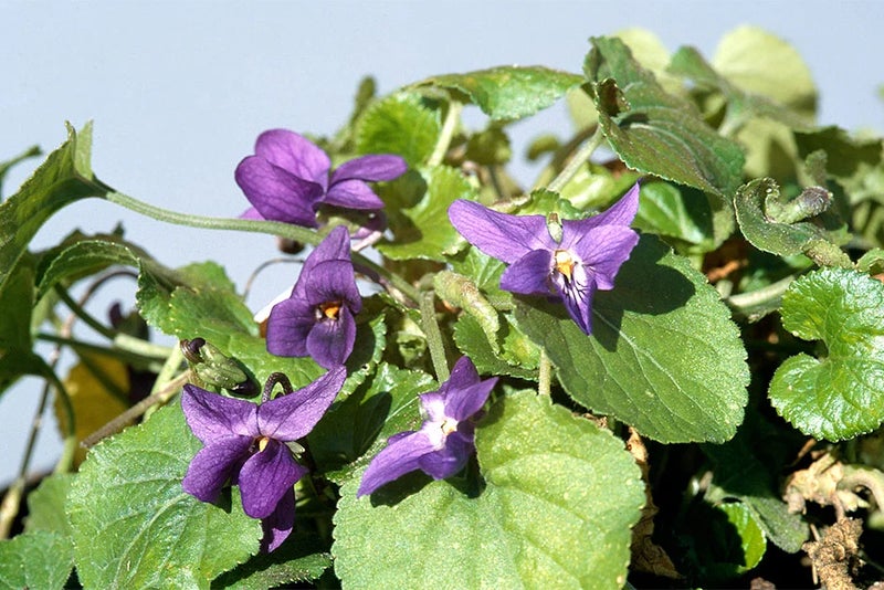 5. Viola odorata (sweet violet)