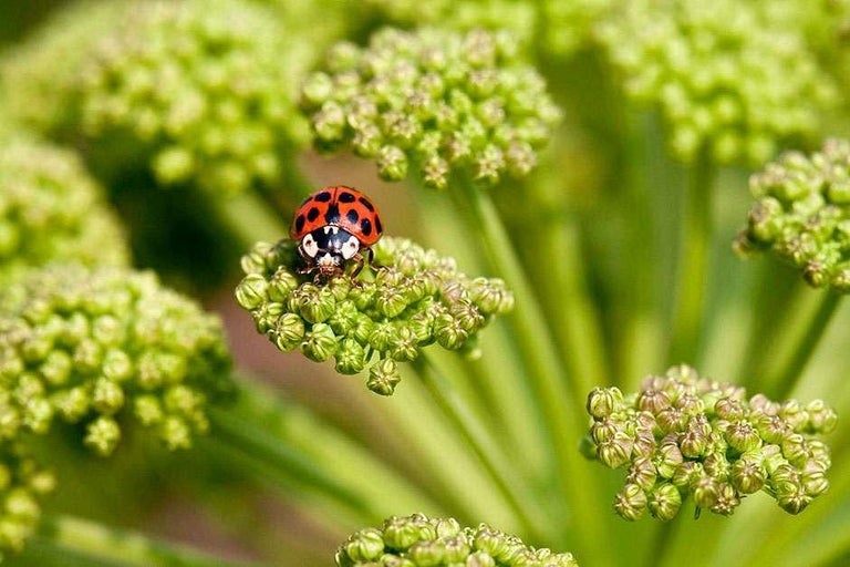 Wildlife-friendly garden plants