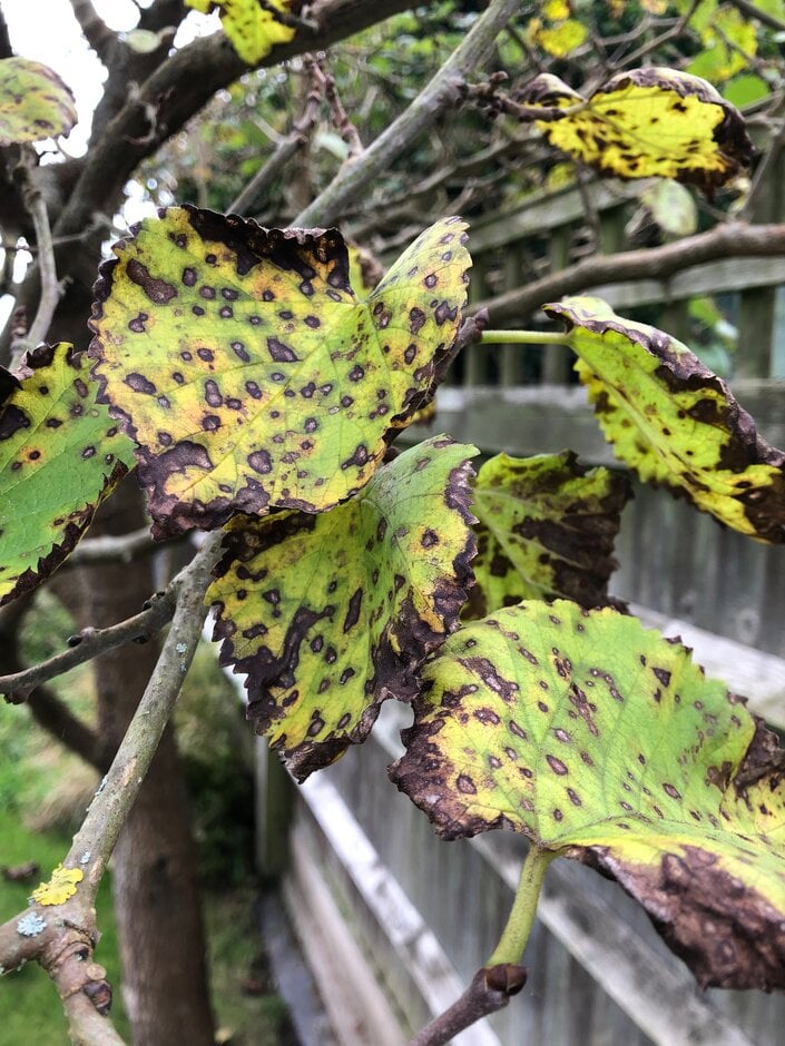 Mulberry leaf spot