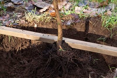 RHS guide to planting trees