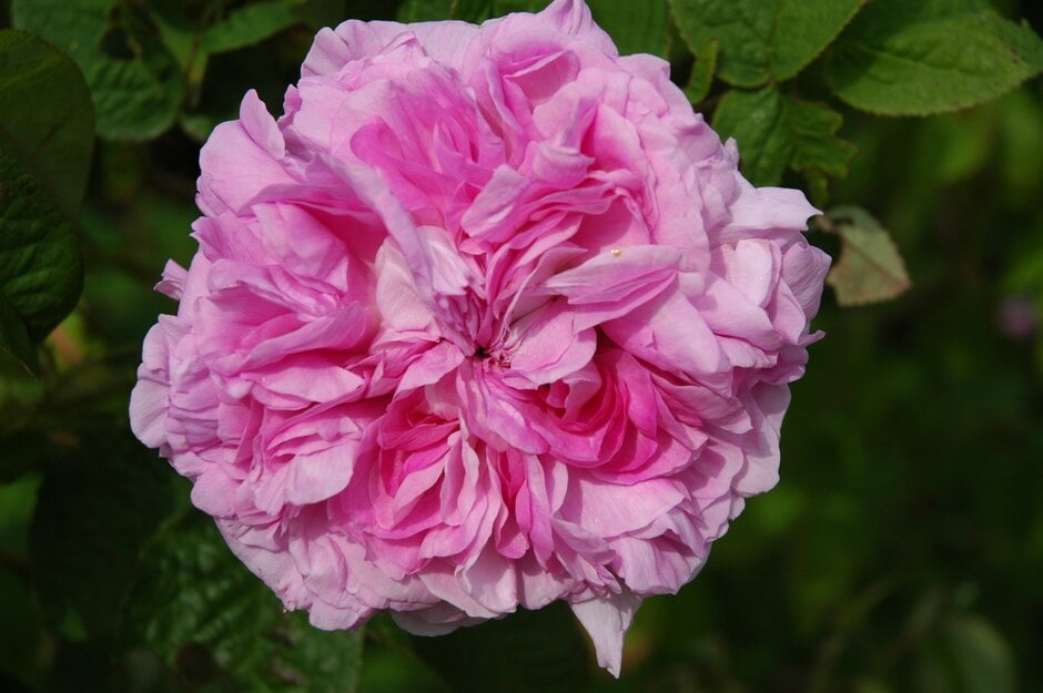 How Plants Reproduce | RHS Advice