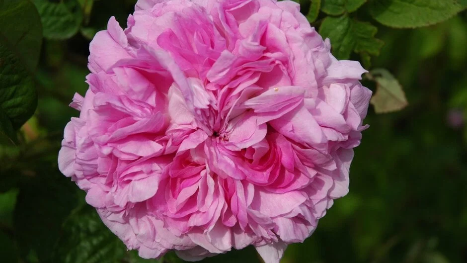 What Is Rose Riplicator How Plants Reproduce | RHS Advice